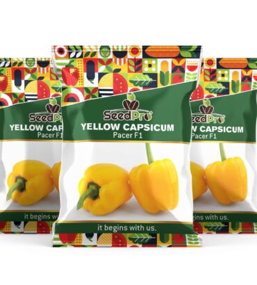 Yellow Capsicum Pacer F1