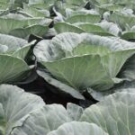Cabbage Farming in Kenya: Complete Guide to Growing Big, Firm Heads