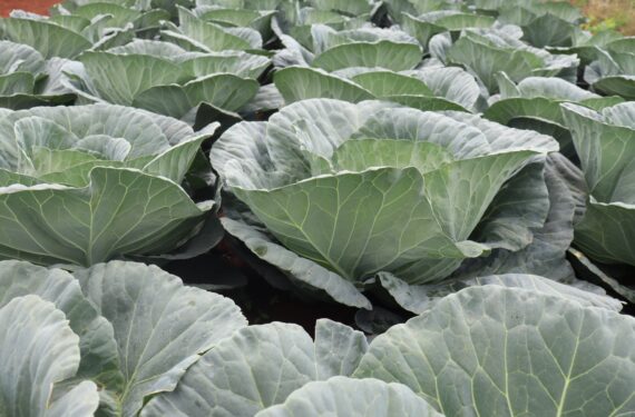 Cabbage Farming in Kenya: Complete Guide to Growing Big, Firm Heads