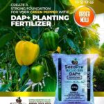 Understanding the Nutrient Science Behind DAP Plus Organo-Mineral Fertilizer