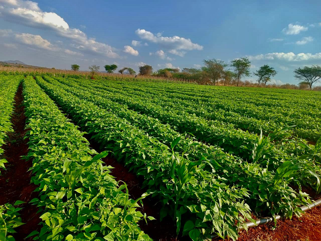 Beans Farming with Seedpro Products: A Practical Guide for Better Bean ...