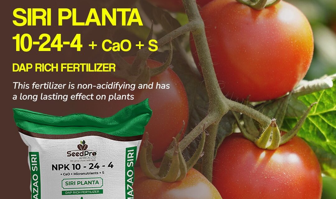 The Right Way to Use DAP Fertilizer for Strong Crop Roots