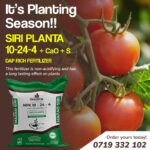 The Right Way to Use DAP Fertilizer for Strong Crop Roots