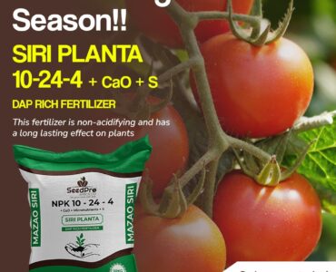 The Right Way to Use DAP Fertilizer for Strong Crop Roots