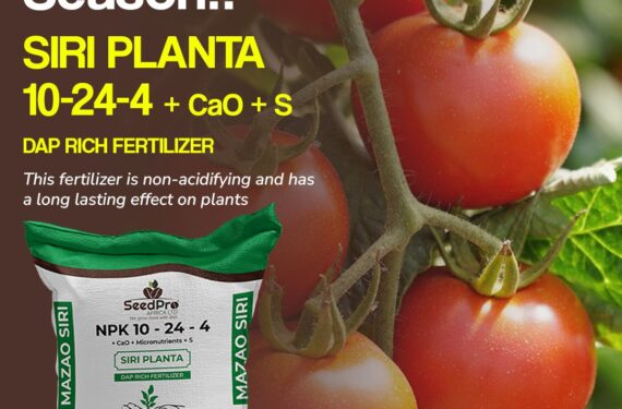 The Right Way to Use DAP Fertilizer for Strong Crop Roots