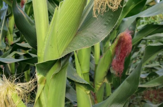 Let’s Learn Money Day: What Every Maize Farmer Should Do During Weeding Season