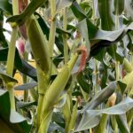 How to Plant Maize for High Yields in Kenya: A Step-by-Step Guide for Farmers