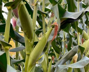 How to Plant Maize for High Yields in Kenya: A Step-by-Step Guide for Farmers