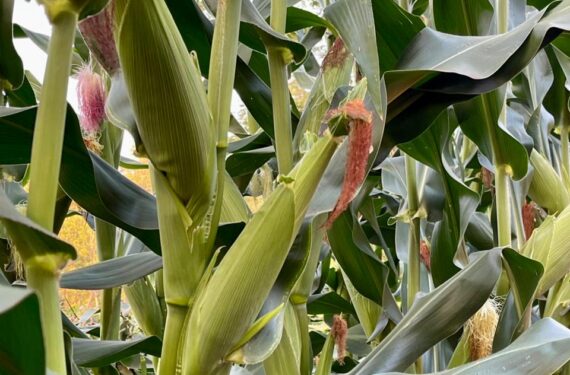 Maize Farming in Kenya: The Complete Fertilizer Program from Planting to High Yields