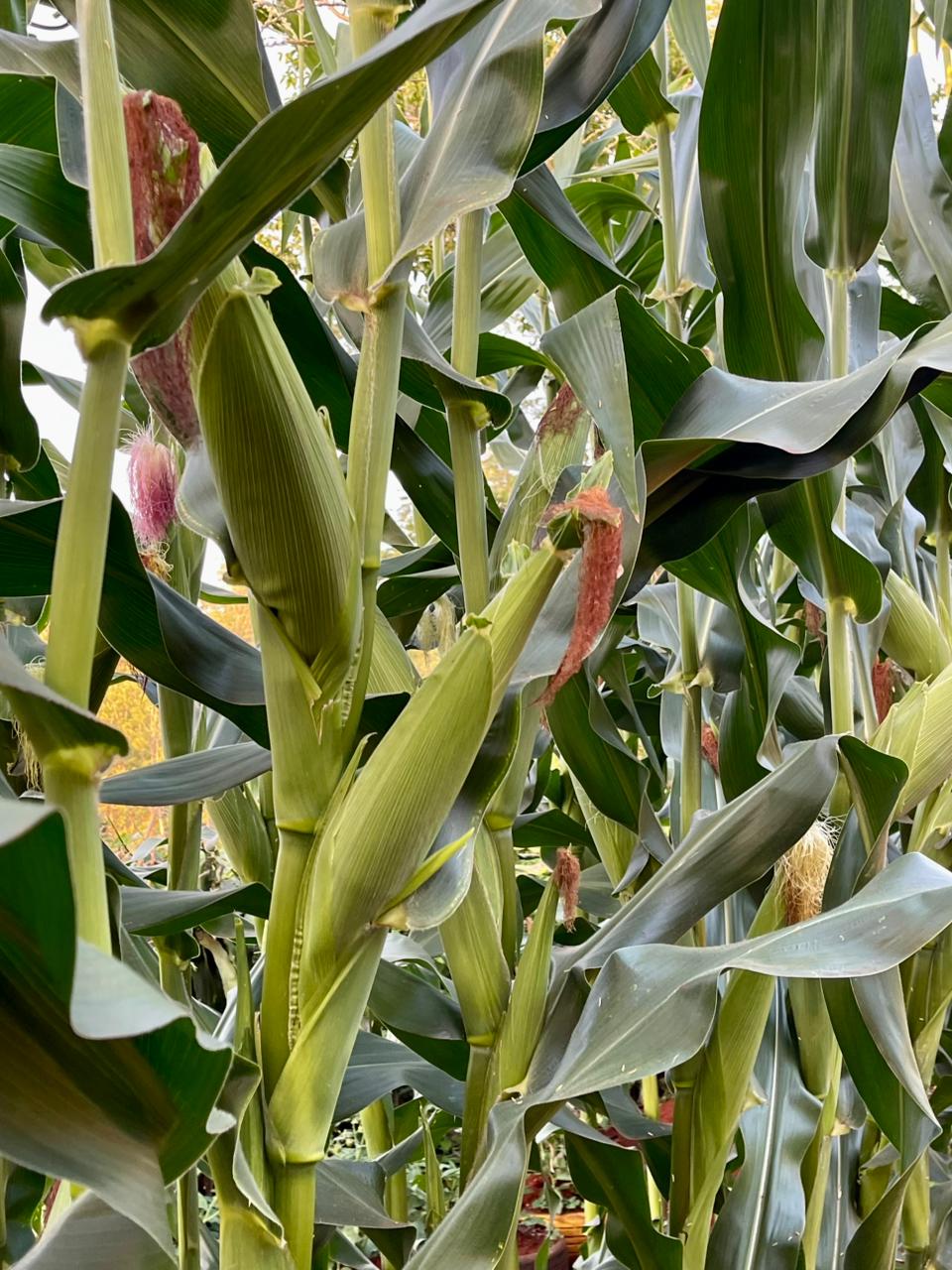 black bamboo plants Black Bamboo Seeds - Timor Black Bamboo Seeds