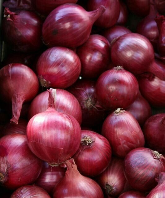 Onions Require Which Nutrients? A Practical Feeding Guide for High Yields