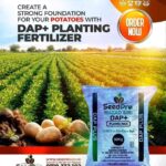 Why DAP Plus Is Not Ordinary DAP – The Future of Planting Fertilizers