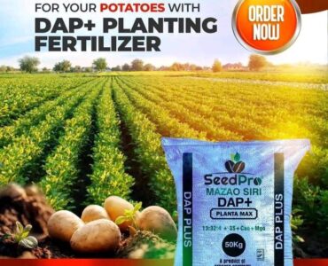 Best Fertilizer for Maize at Planting in Kenya: A Complete Guide for Farmers