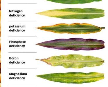 How to Identify Nutrient Deficiencies in Crops Before It’s Too Late
