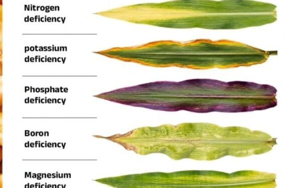 How to Identify Nutrient Deficiencies in Crops Before It’s Too Late