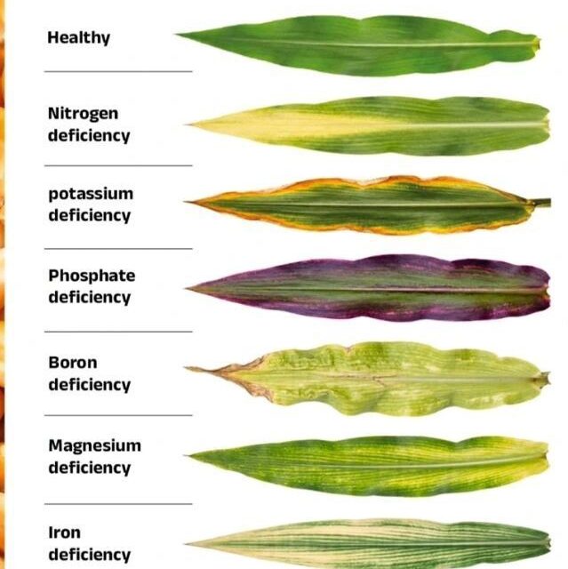 How to Identify Nutrient Deficiencies in Crops Before It’s Too Late