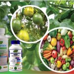 Biostimulants in Agriculture: How They Improve Crop Growth, Root Development, and Farm Productivity