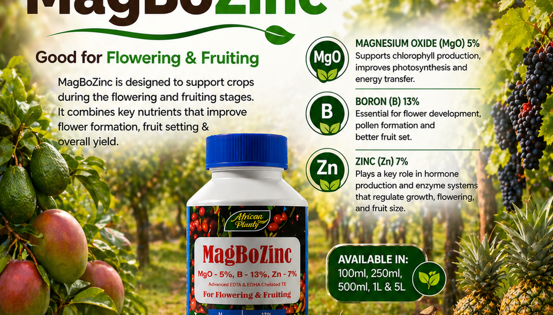 Magbozinc Fertilizer Benefits: The Missing Link in Crop Nutrition