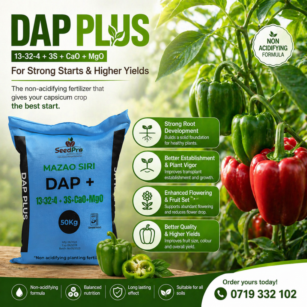 DAP Plus Fertilizer Benefits: A Smarter Start for Stronger Crops - Seed ...
