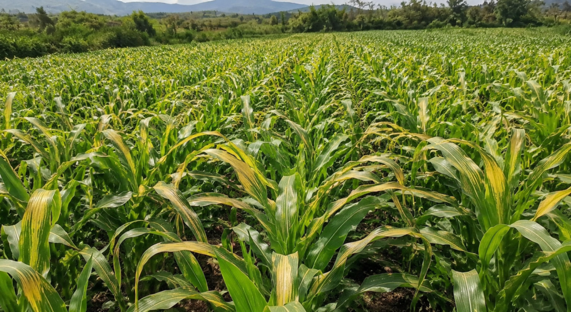 Why Maize Turns Yellow After Rains and How to Fix It