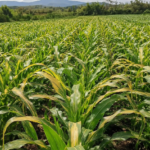 Why Maize Turns Yellow After Rains and How to Fix It