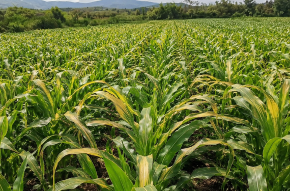 Why Maize Turns Yellow After Rains and How to Fix It