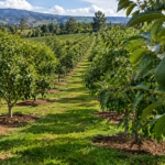 Avocado Farming in Kenya: Best Fertilizers and Foliar Feeds for Higher Yields