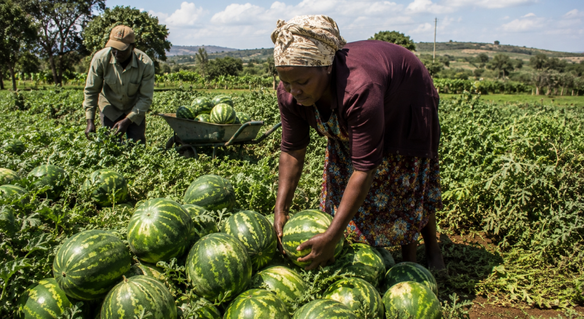 How to Increase Watermelon Size Naturally in Kenya