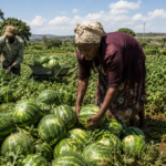 How to Increase Watermelon Size Naturally in Kenya