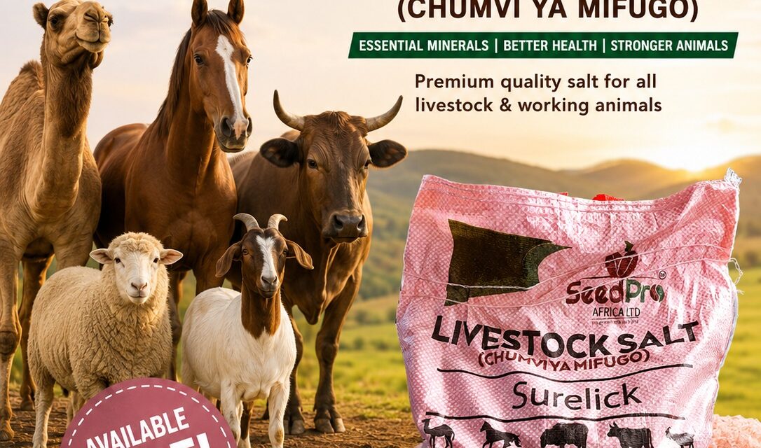 Why Dairy Meal and Livestock Salt Are Important for Your Animals