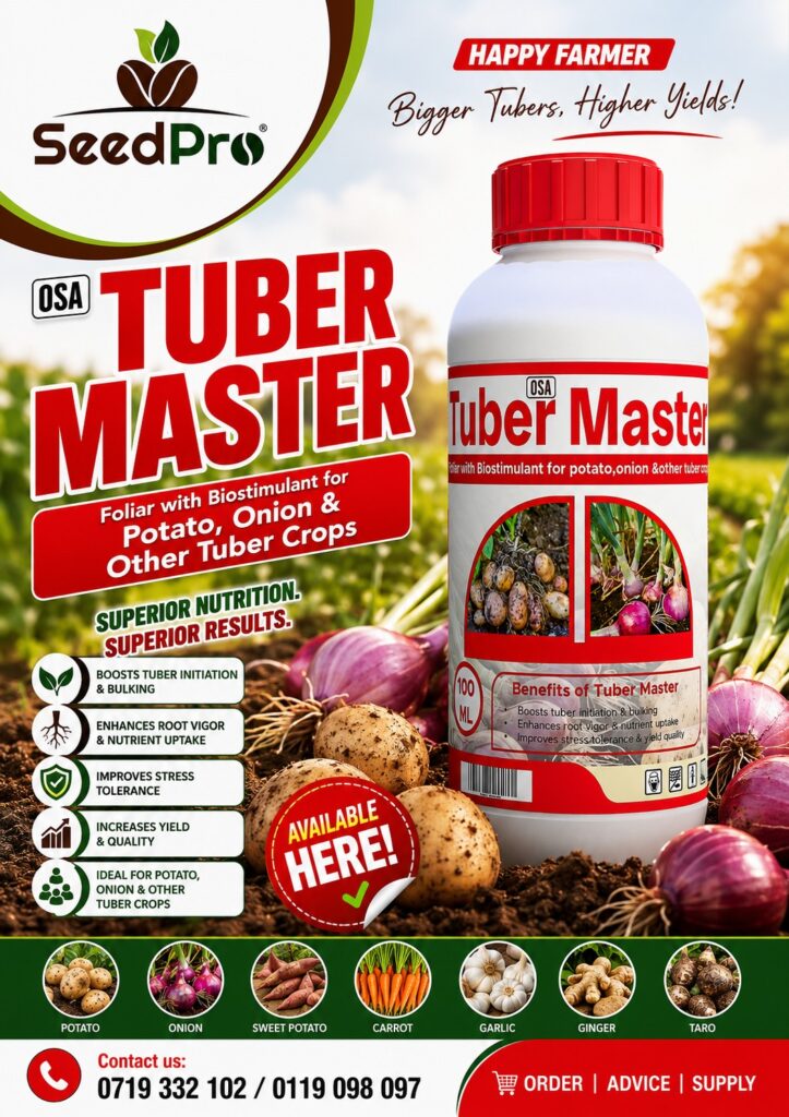 Best Foliar Fertilizer for Potatoes and Onions in Kenya