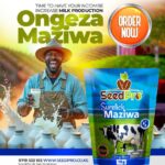 Surelick Maziwa: The Secret to Increased Milk Production in Dairy Cows