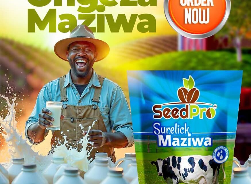 Surelick Maziwa: The Secret to Increased Milk Production in Dairy Cows