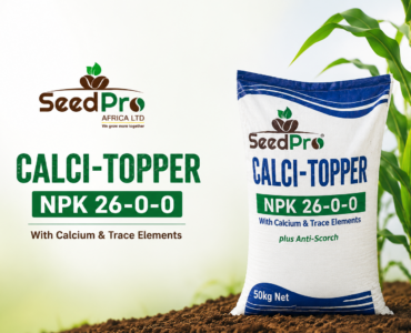 Top Dressing Maize in Kenya: The Secret to Bigger Harvests and Higher Profits