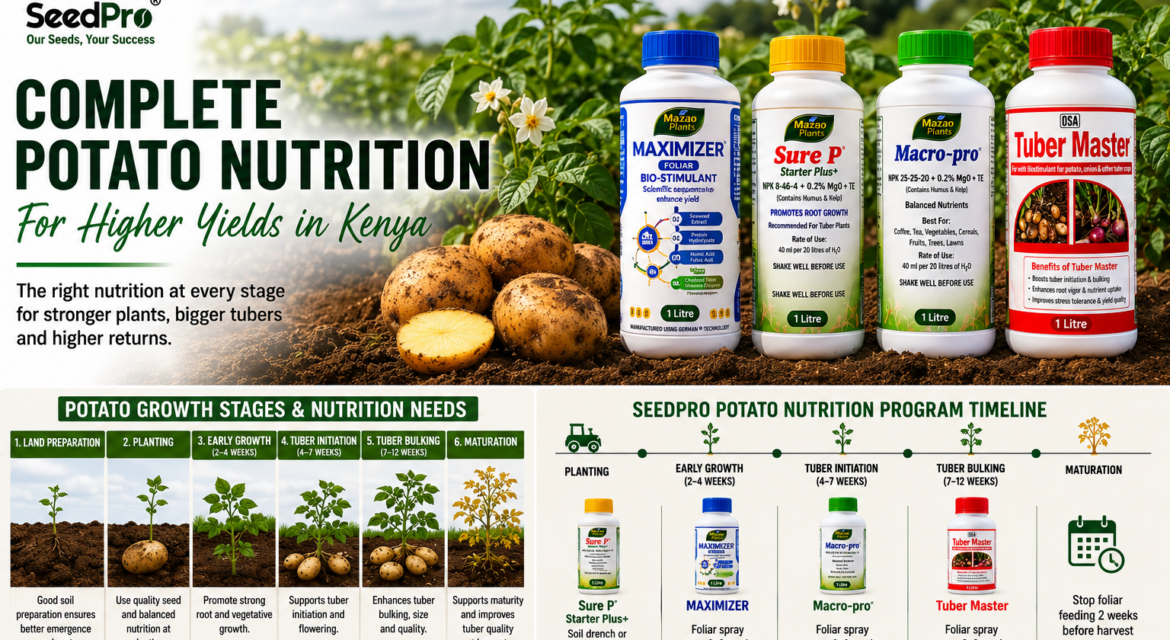 Complete Potato Nutrition Program in Kenya: How to Increase Potato Yields and Profits