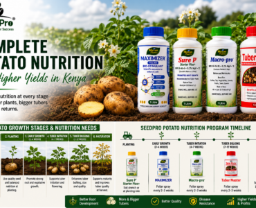 Complete Potato Nutrition Program in Kenya: How to Increase Potato Yields and Profits