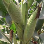 Importance of Top Dressing in Maize Farming in Kenya