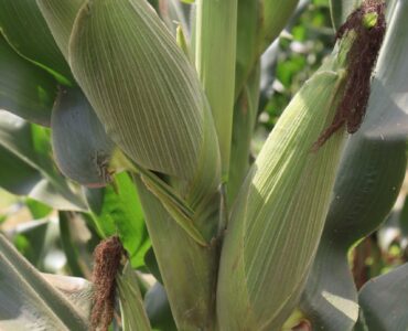 Importance of Top Dressing in Maize Farming in Kenya