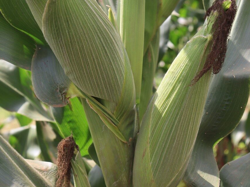Importance of Top Dressing in Maize Farming in Kenya