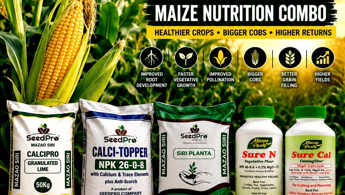 Complete Maize Nutrition Program in Kenya: The Secret to Higher Yields, Bigger Cobs, and Better Profits