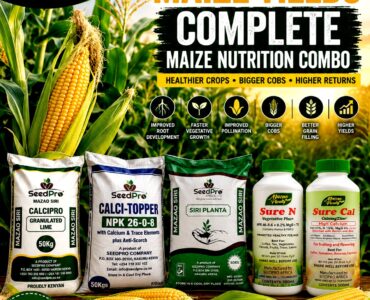 Complete Maize Nutrition Program in Kenya: The Secret to Higher Yields, Bigger Cobs, and Better Profits