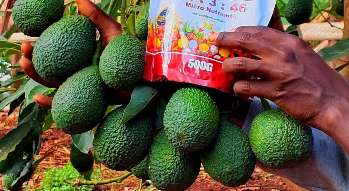 Avocado Farming in Kenya: How to Achieve Higher Yields and Better Fruit Quality