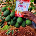 Avocado Farming in Kenya: How to Achieve Higher Yields and Better Fruit Quality