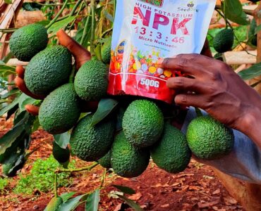 Avocado Farming in Kenya: How to Achieve Higher Yields and Better Fruit Quality