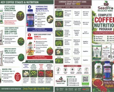 Complete Coffee Nutrition Guide in Kenya: Best Fertilizer Program for Higher Yields, Bigger Berries and More Profit