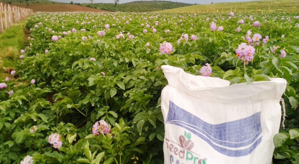 CalciTopper for Potatoes: Why More Farmers Are Choosing It for Top Dressing