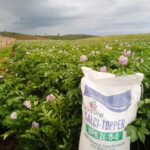 CalciTopper for Potatoes: Why More Farmers Are Choosing It for Top Dressing