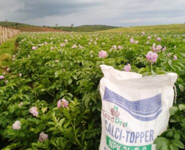 CalciTopper for Potatoes: Why More Farmers Are Choosing It for Top Dressing