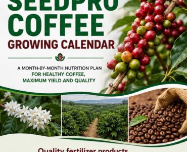 Coffee Growing Calendar in Kenya: A Complete Month by Month Guide for Healthy Coffee and Higher Yields