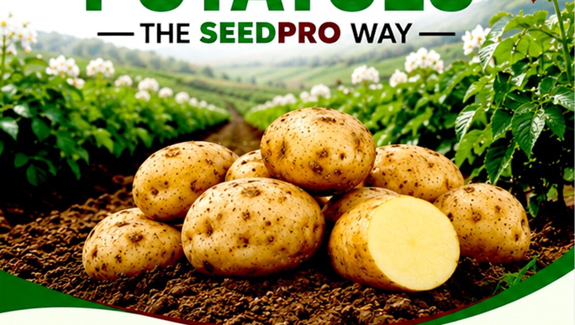 The Complete Guide to Growing Potatoes the SeedPro Way for Maximum Yield in Kenya
